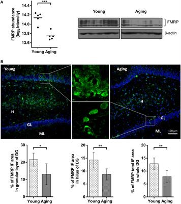 Reduced Levels of the Synaptic Functional Regulator FMRP in Dentate Gyrus of the Aging Sprague-Dawley Rat